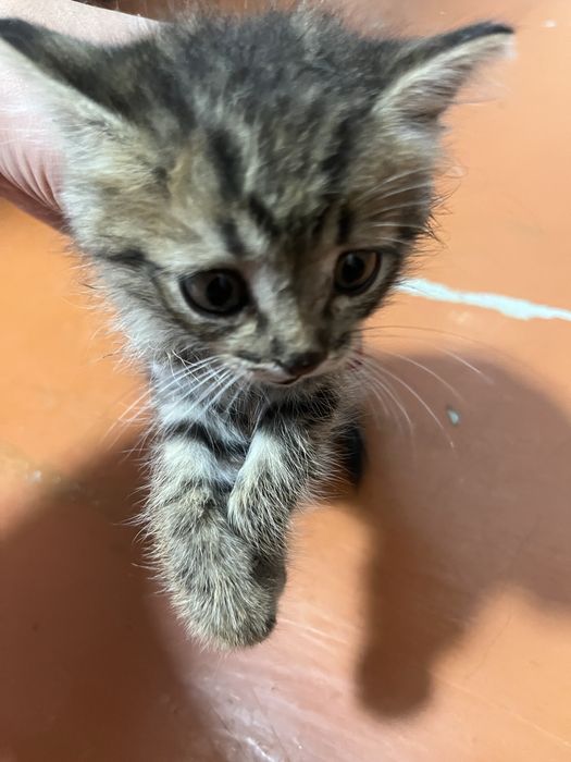 Отдам котенка в добрые руки