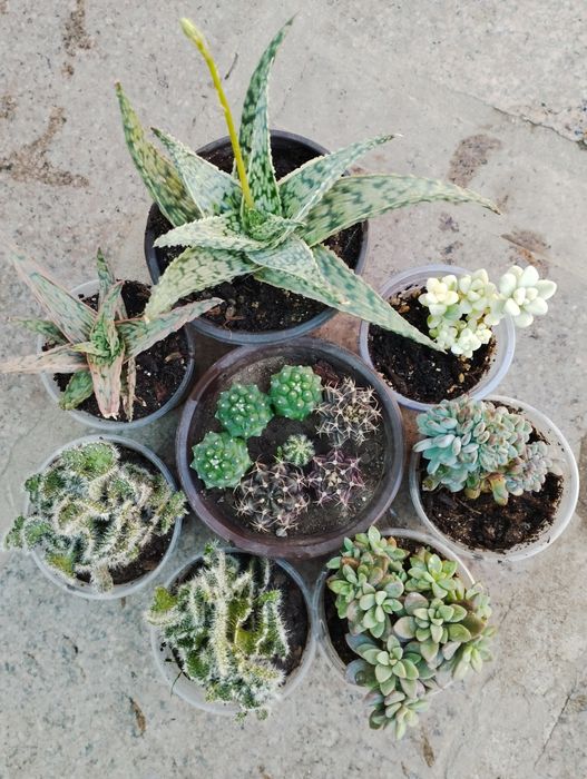 Суккулеты и кактусы