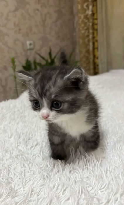 продаются Шотландские котята