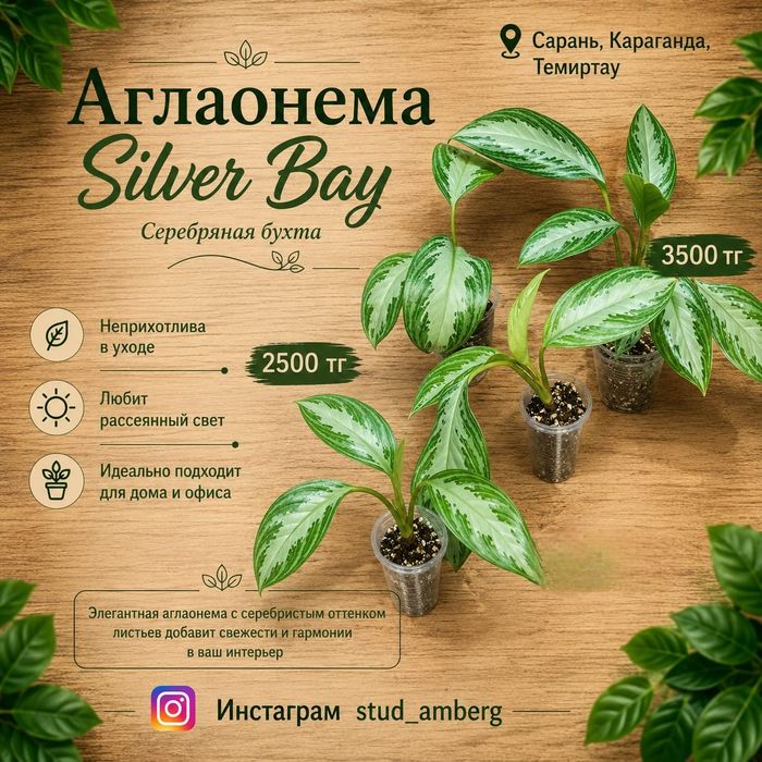 Аглаонема разная  1