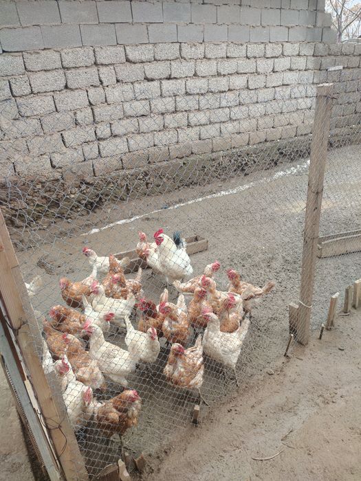 Тауықтар Ломан браун, Коралл ник