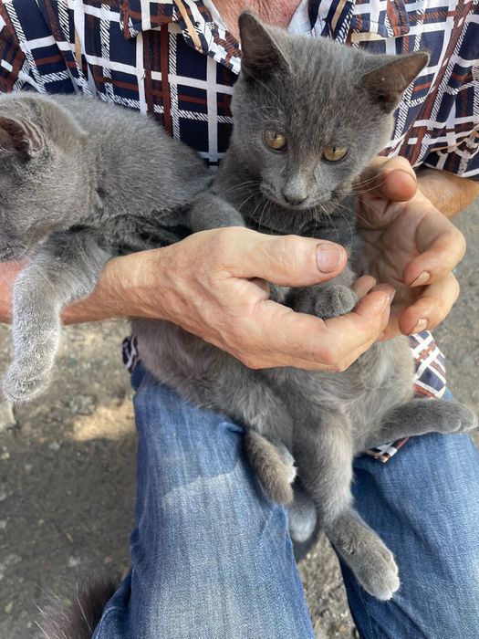 Котики в добрые руки