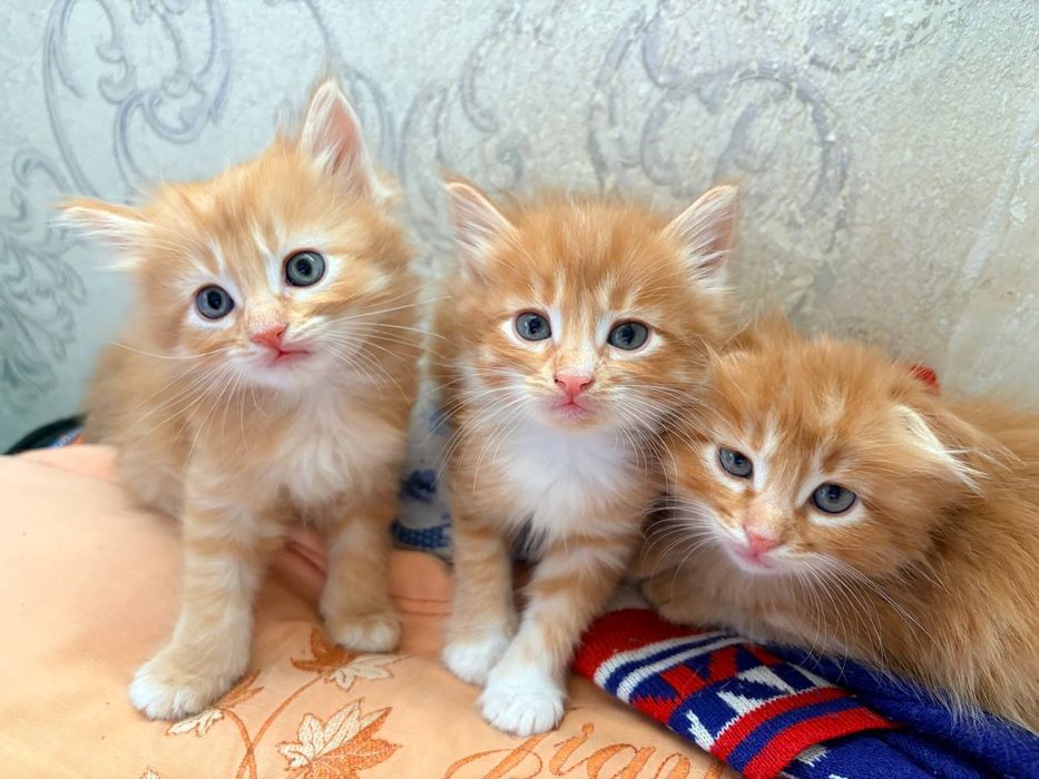 Отдам в хорошие руки