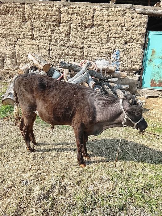 Бык хороший продоётся