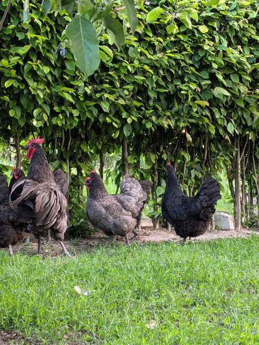 Familie Australorp negru