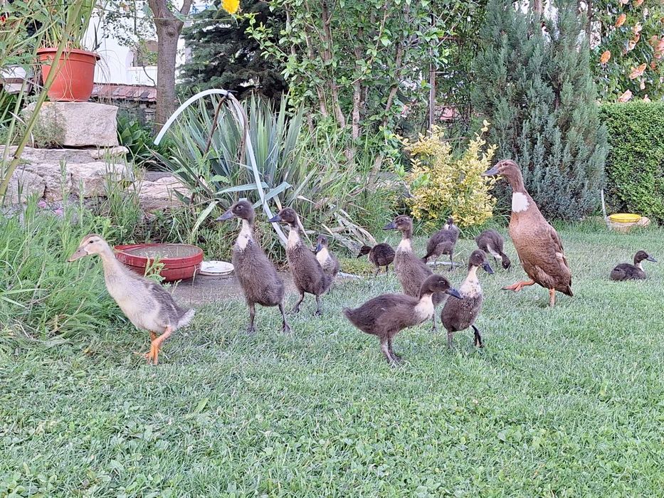 Rață alergătoare indiană