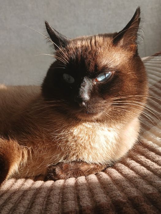Кот сиамский, домашний