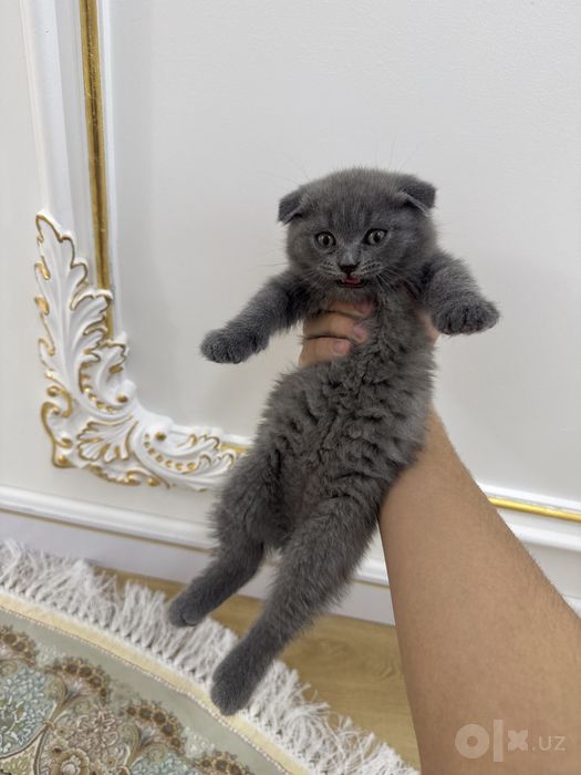 Котята британские scottishfold