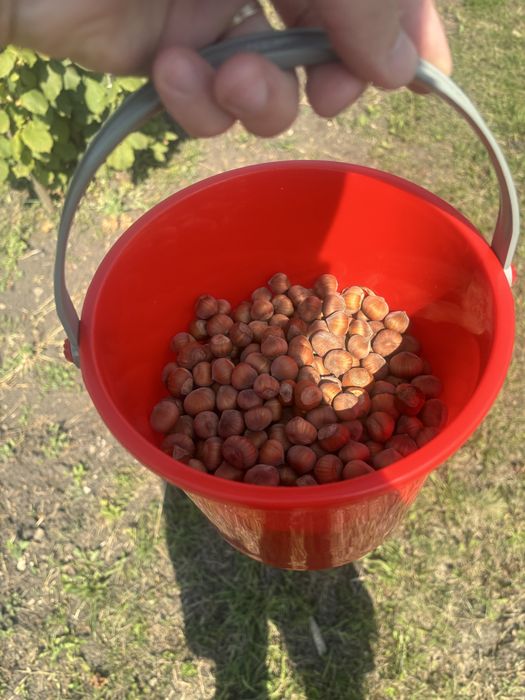 Alune de padure soiuri italienesti