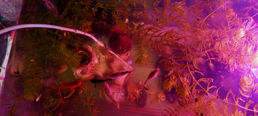 Продам рыбок гуппи