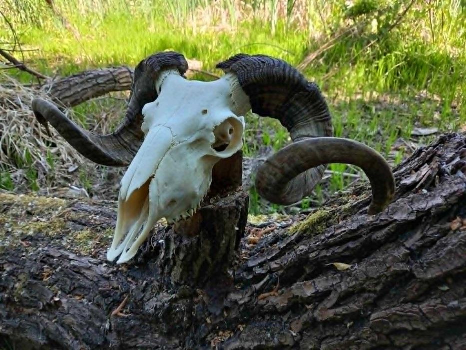 trofeu-trofee-craniu-coarne de berbec negru