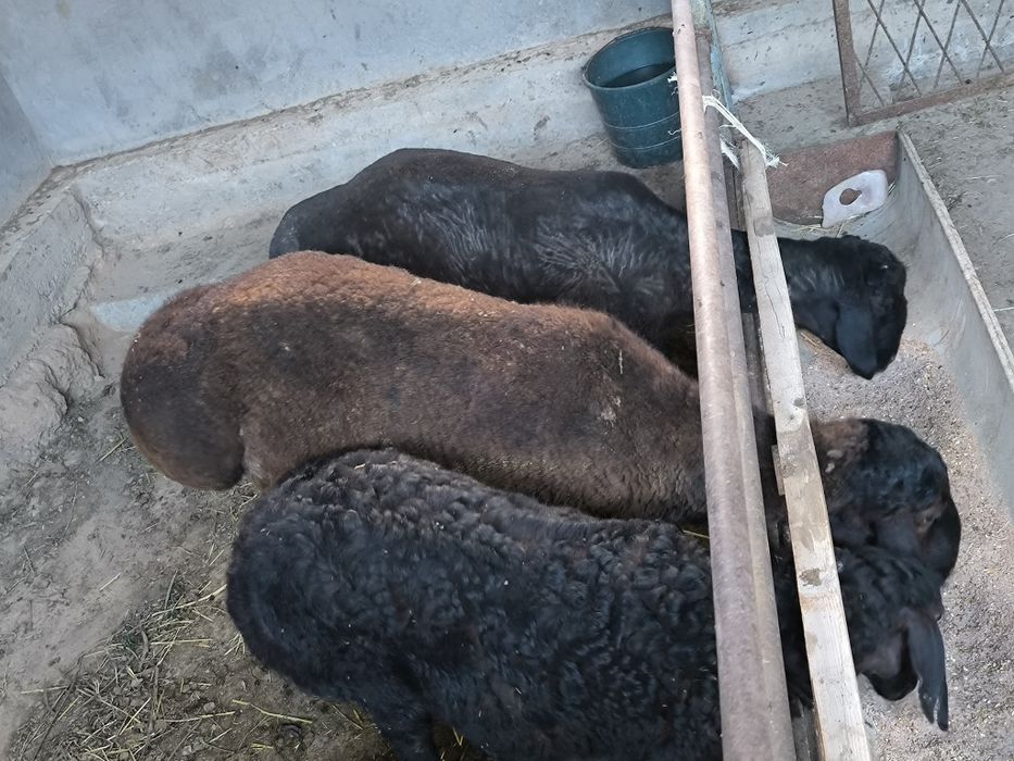 Куй сотилади кучкорлар