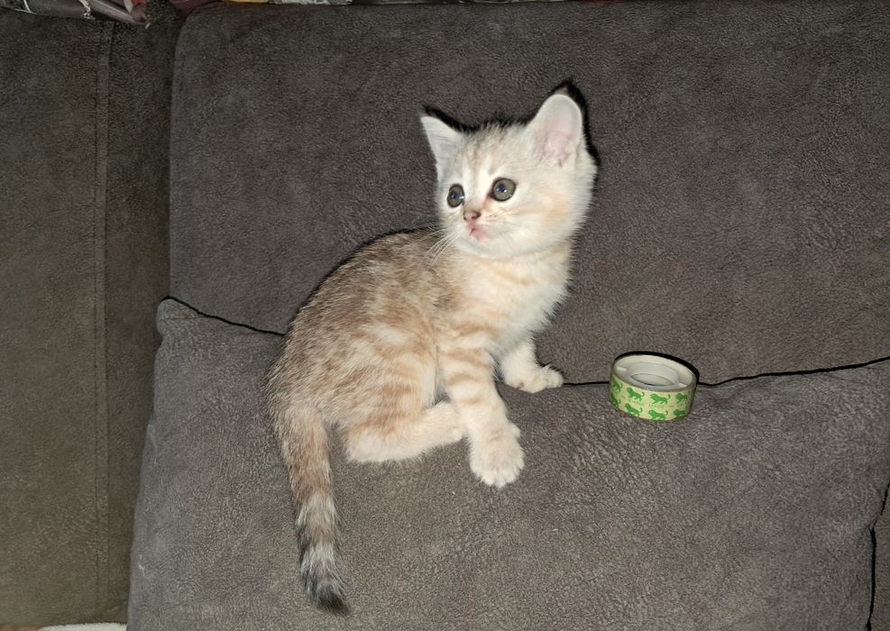 Котёнок.Страйт.Девочка