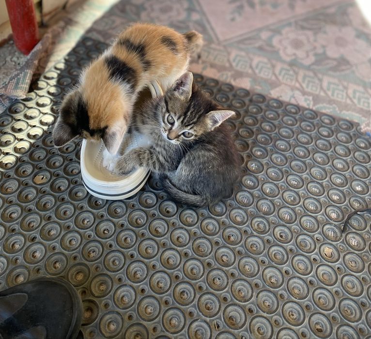 Отдам котят в добрые руки