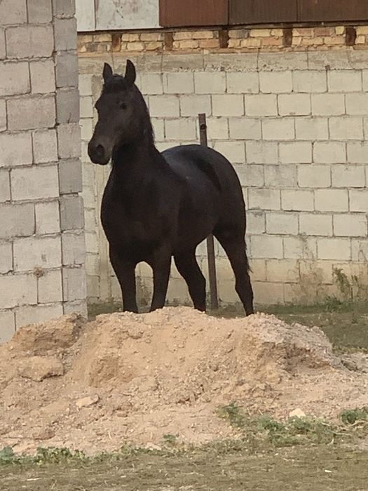 Айгыр сатылады 5 жаста