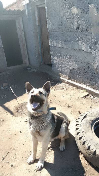 Европейская овчарка