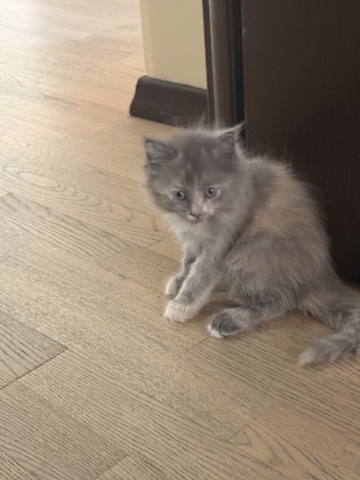 Умные и красивые котята девочки