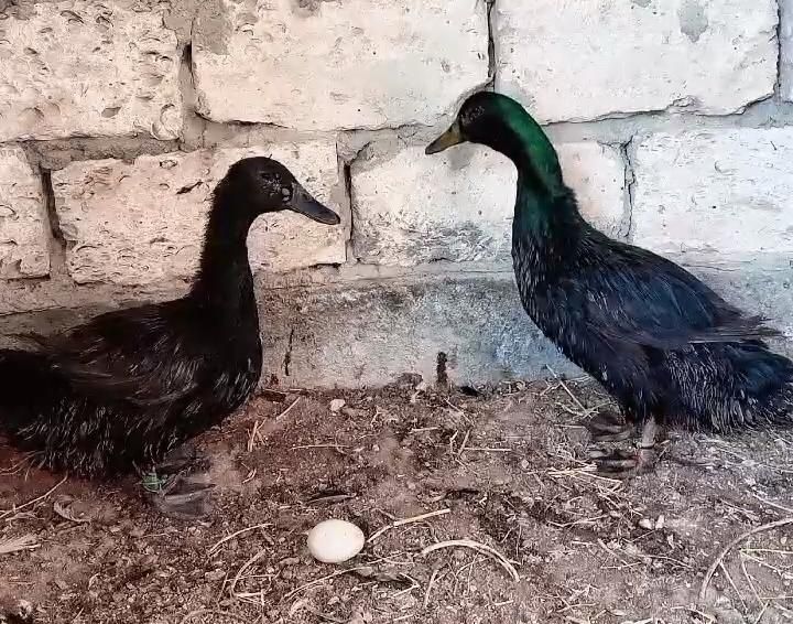 Американски парода каюга үйрек