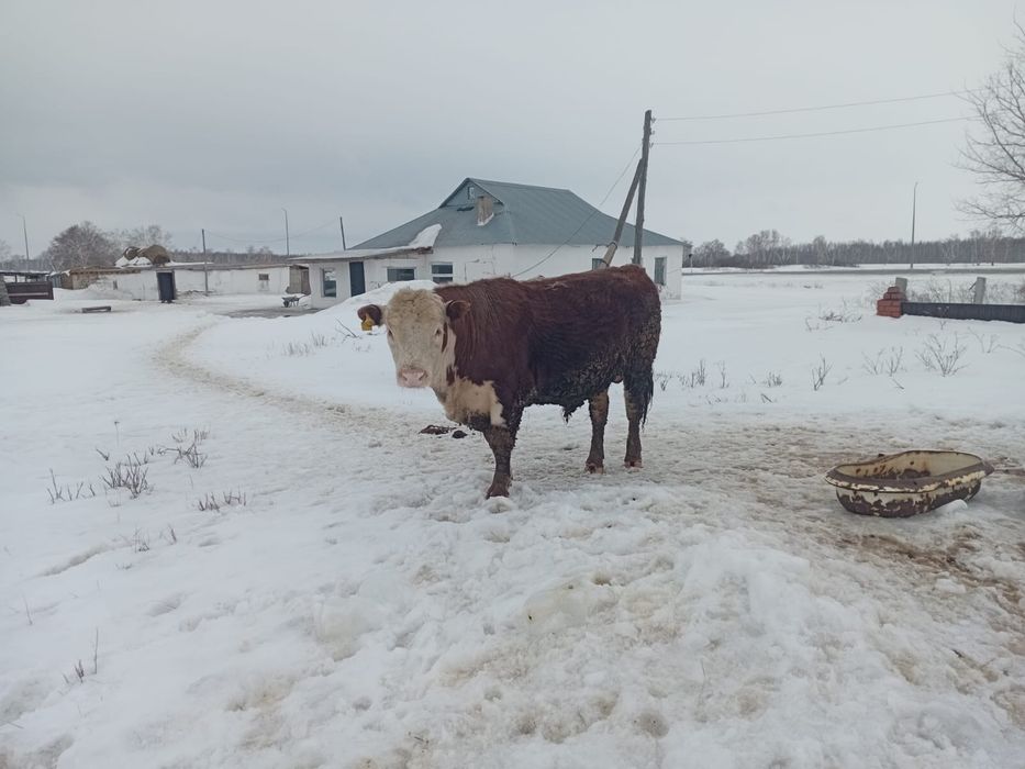 Продам белоголового быка