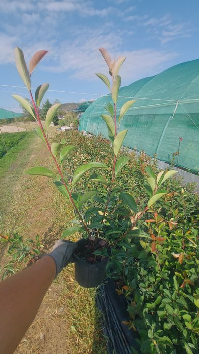 Photinia Red Robin 50-70 cm / Laur Englezesc / Prunus Laurocerasus / F