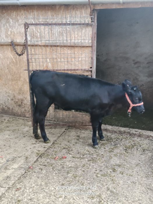 Vițică de vanzare