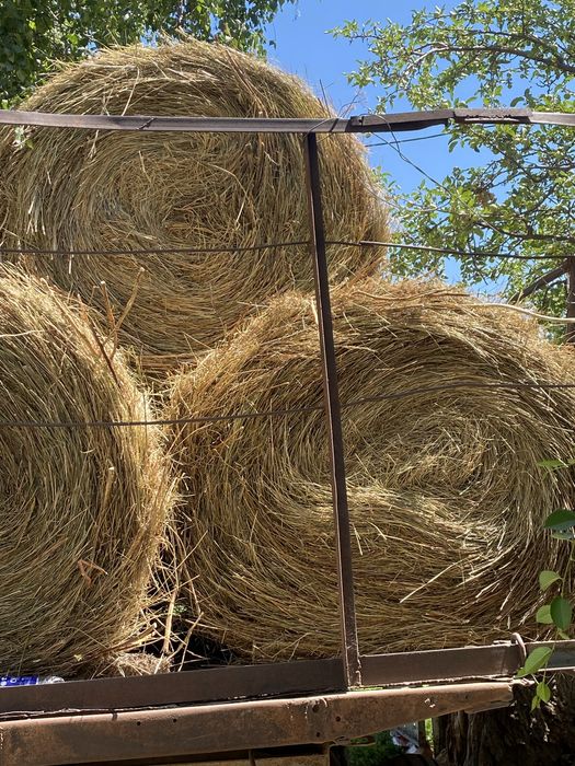 Шөп Сено рулоны продам