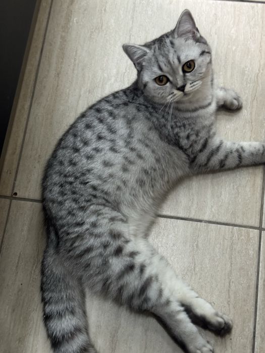Скотиш страйт кошечка