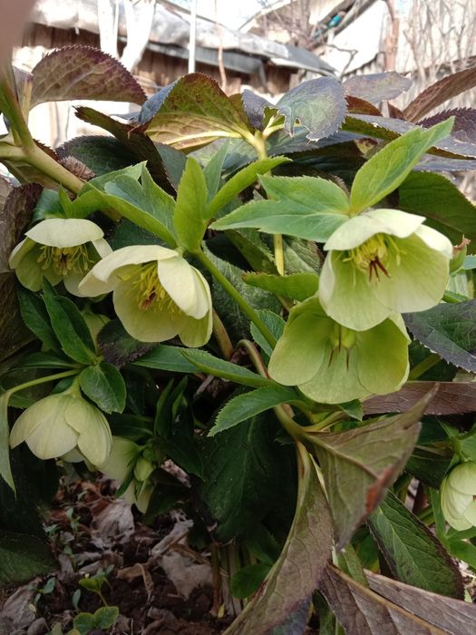 Цветы для вашего сада и огорода!!!