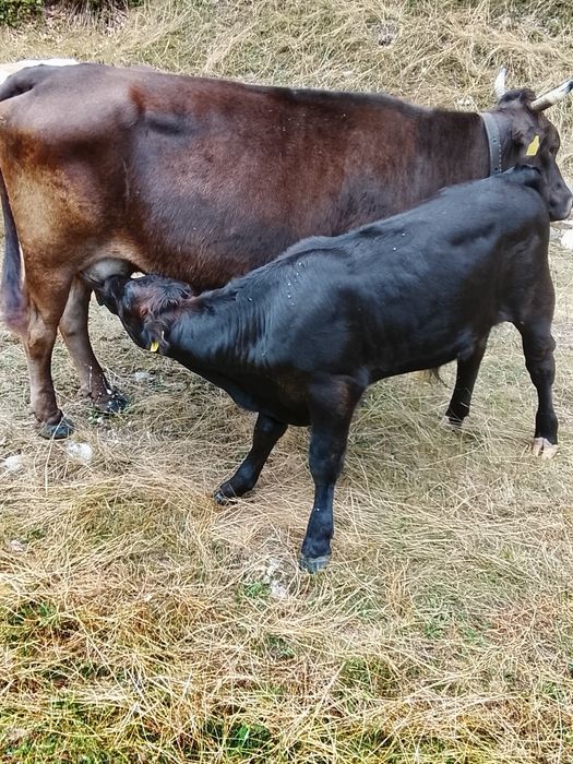 De vânzare vaci cu vitai .foarte blinde bune de lapte  .se dau și separat sunt 3 vaci și 3 vitai . pretu este de 13500 pe bucata adca vaca cu vitel