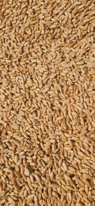 Vand triticale productie 2026.