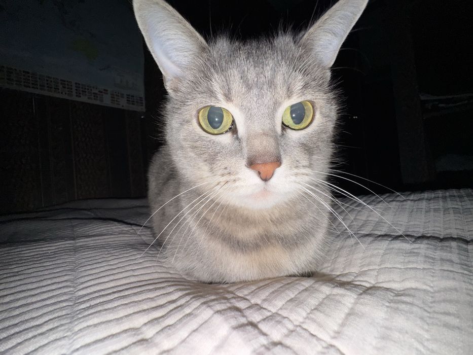 отдам кошку в хорошие руки