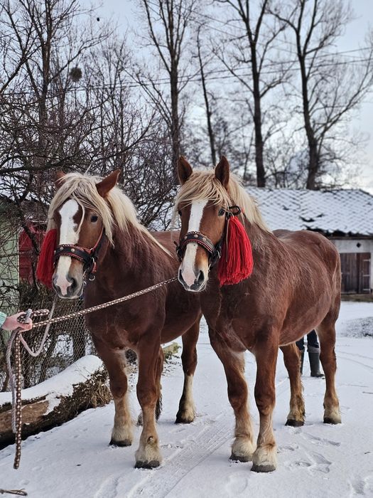 Vând o pereche de iepe!