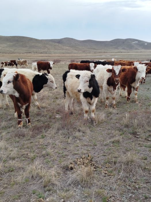 Бұқалар сатылады