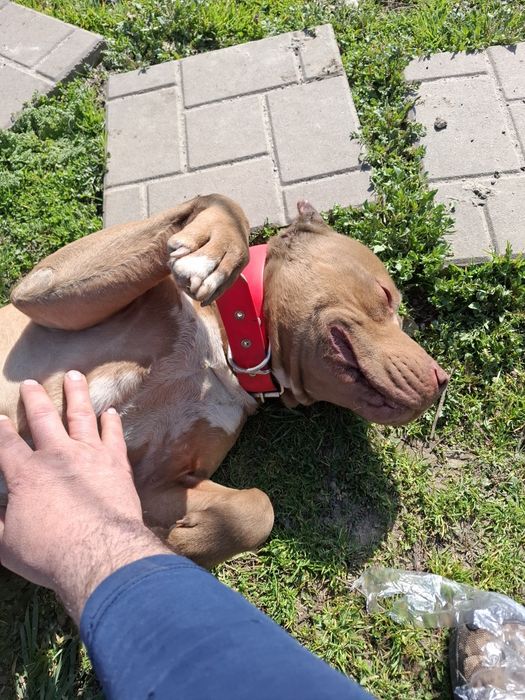 Стафорчески  териер