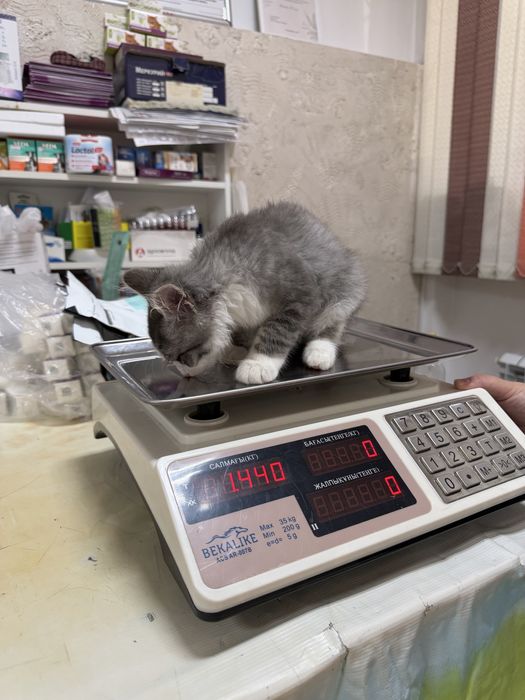 Отдам котика в добрые руки