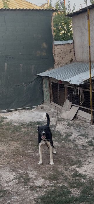 Маладой сатылады