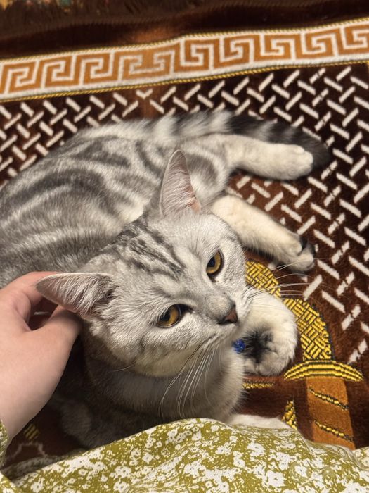 Mehribon odamlarga 2 ta mushuk sotiladi_