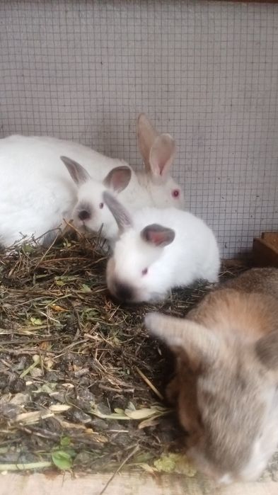 Киёнлар сотилади нархи 200