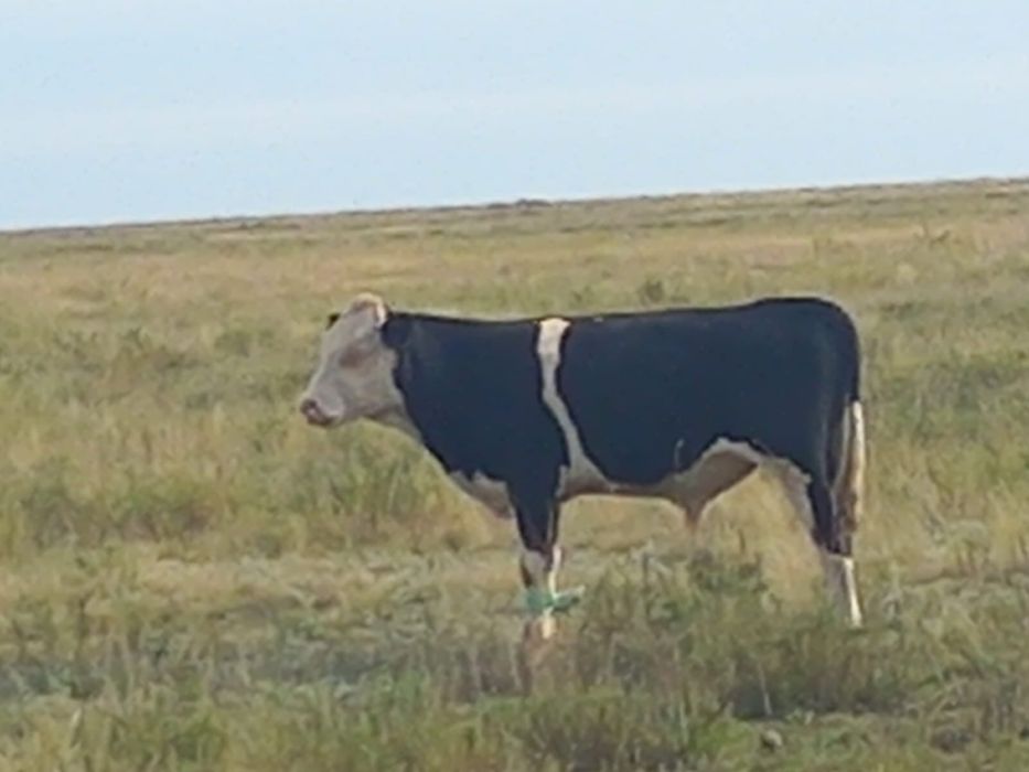 Бука сатамын  30 бас подсос  срочно