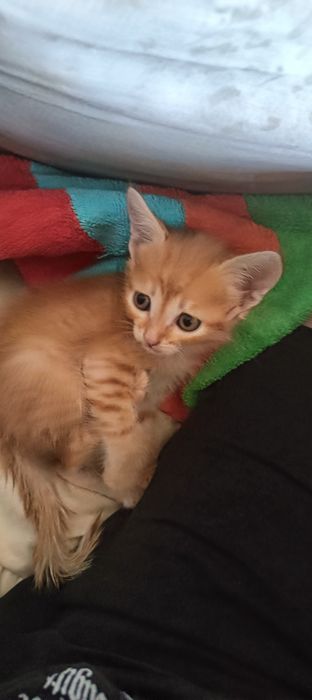 Отдам котят даром