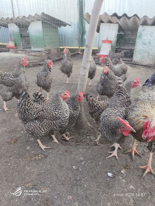 Pui de găină australorp  si rasă mixtă