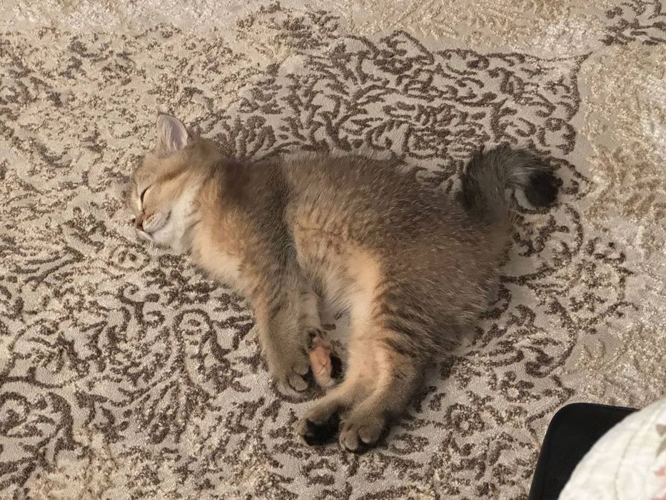 Кошка шиншилла породистый знает латок
