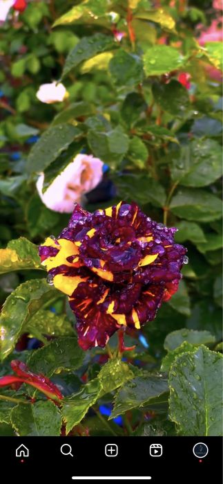 Shtamp Gul, Manzarali Gul