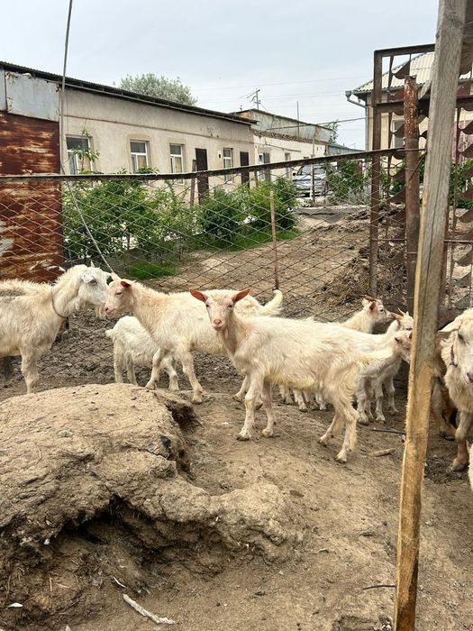 Занен пародалы лақтар сатылады