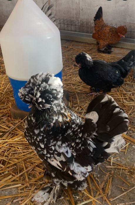 Oua incubat Bregova / pitice motate incaltate