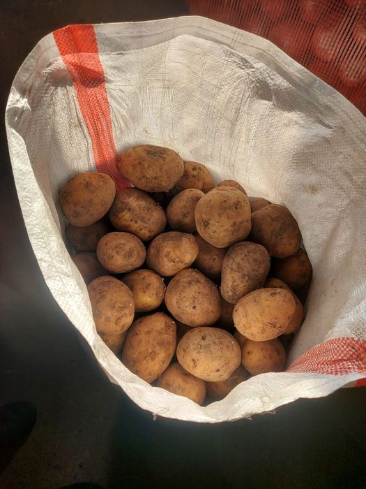 Продаём картошку 200 тг за кг