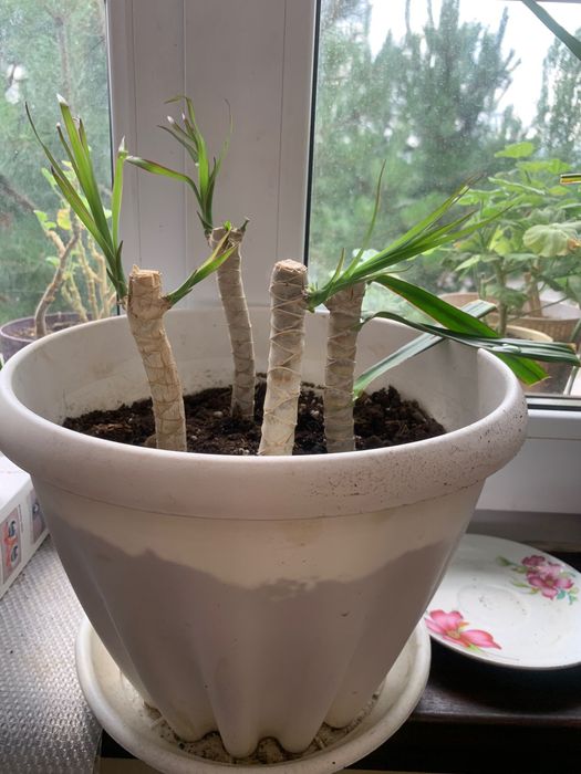 Диффенбахия, юкка и другие