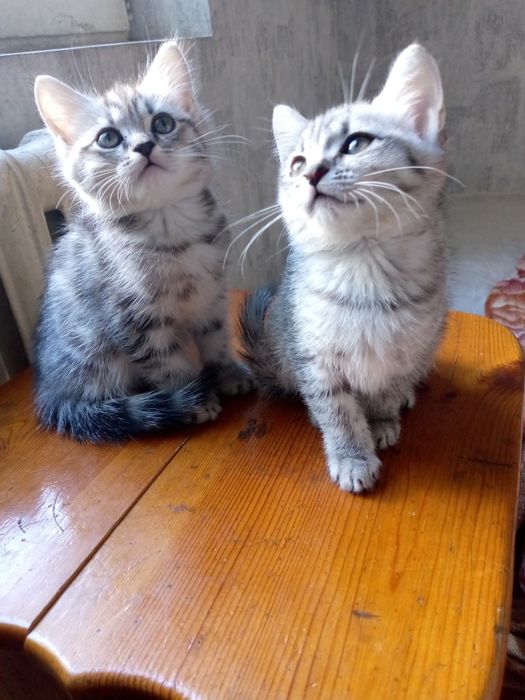 Shotland toza 2 oylik oʻgʻil qiz