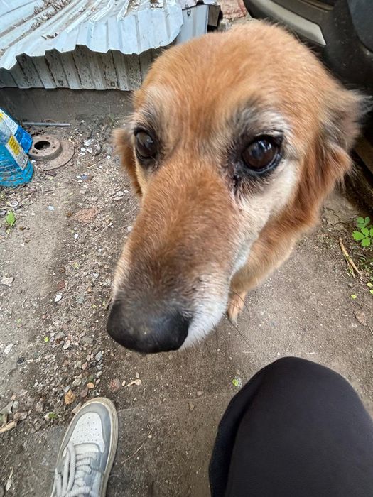 Пропала собака .