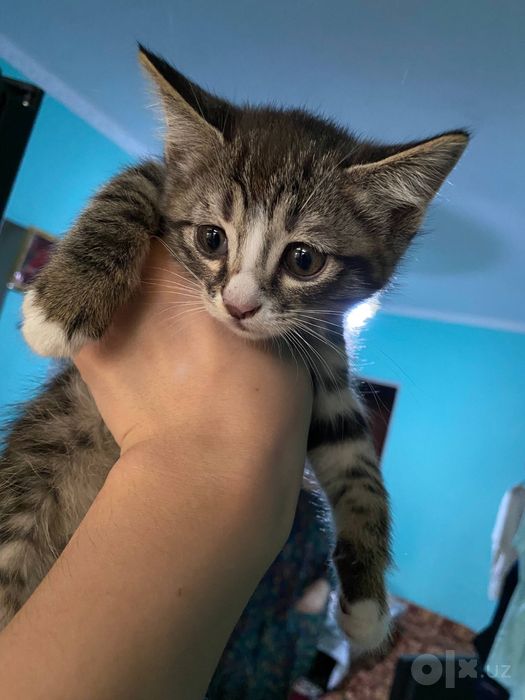 Котята 2 месяца — бесплатно в добрые руки
